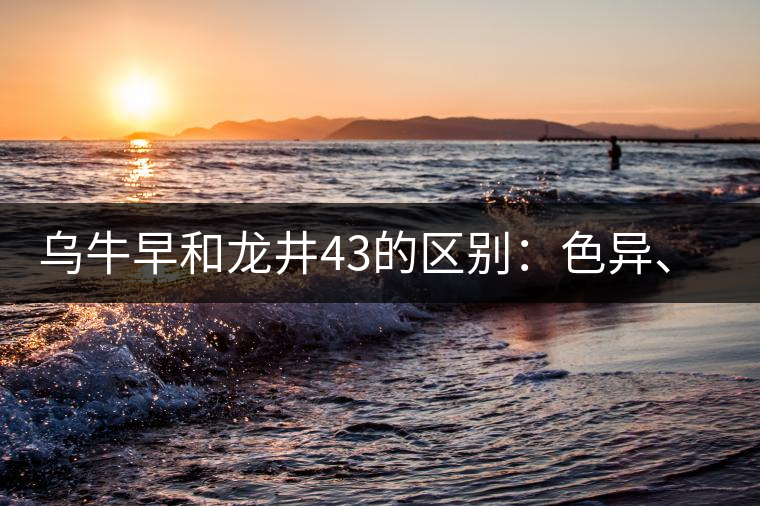 烏牛早和龍井43的區(qū)別：色異、香異、形異