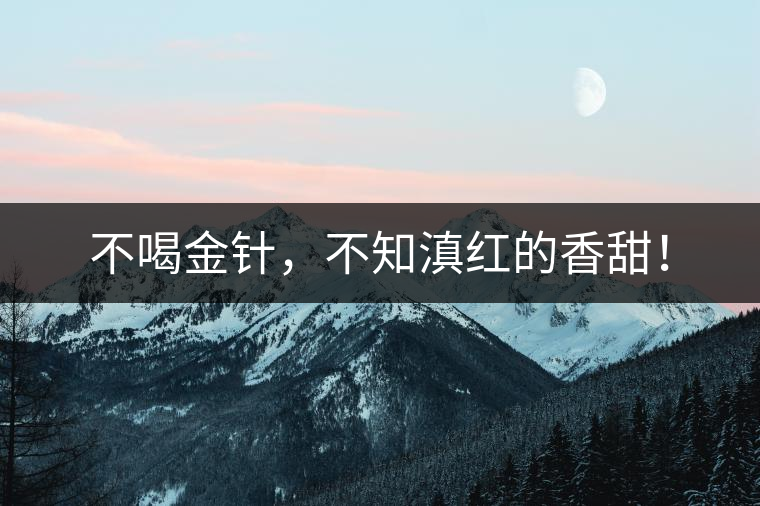 不喝金針，不知滇紅的香甜！