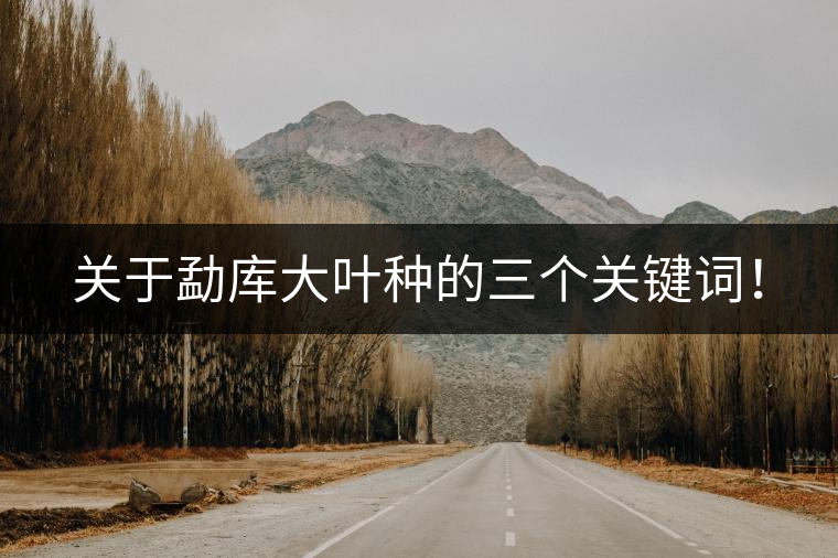 關于勐庫大葉種的三個關鍵詞！