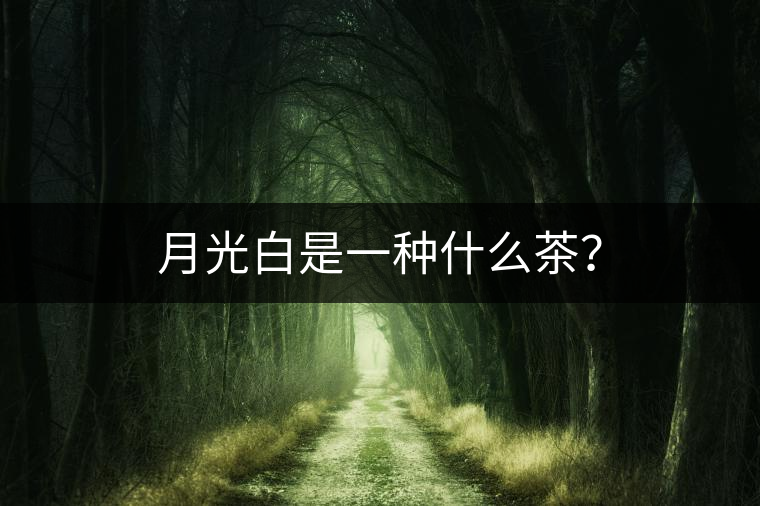 月光白是一種什么茶？