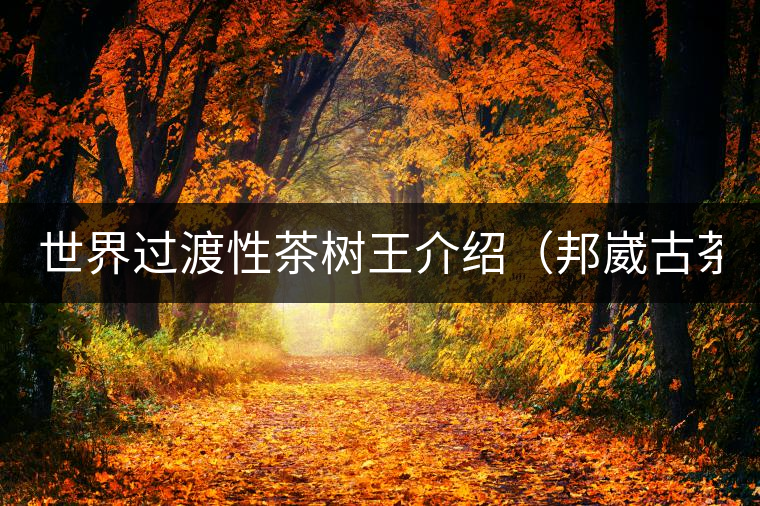 世界過(guò)渡性茶樹(shù)王介紹（邦崴古茶樹(shù)）