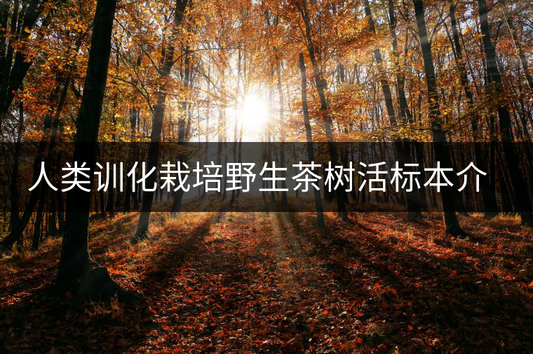 人類訓(xùn)化栽培野生茶樹活標(biāo)本介紹 人類訓(xùn)化栽培野生茶樹活標(biāo)本介紹