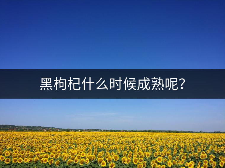 黑枸杞什么時(shí)候成熟呢？