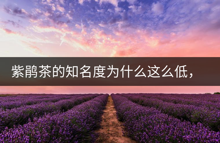 紫鵑茶的知名度為什么這么低，適合做成生茶還是熟茶？