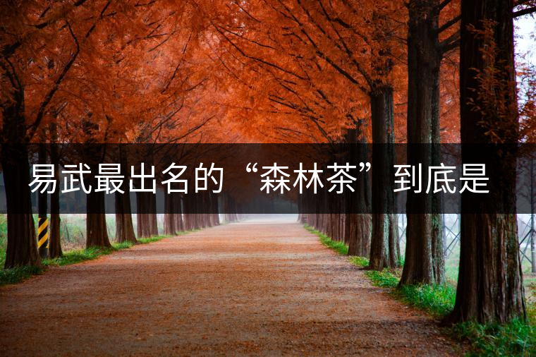 易武最出名的“森林茶”到底是什么茶？