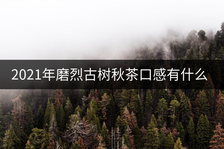 2021年磨烈古樹秋茶口感有什么特點(diǎn)？