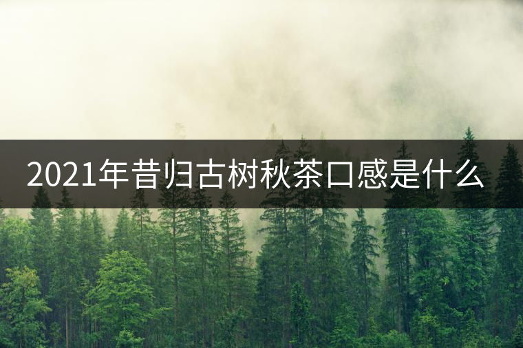 2021年昔歸古樹秋茶口感是什么? 2021年昔歸古樹秋茶口感是什么?