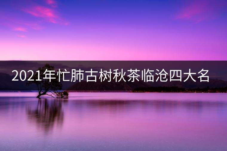 2021年忙肺古樹(shù)秋茶臨滄四大名茶之一！