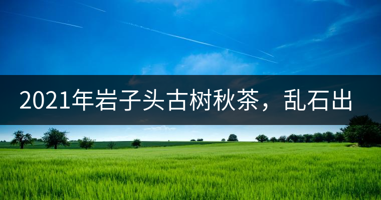 2021年巖子頭古樹(shù)秋茶，亂石出好茶！
