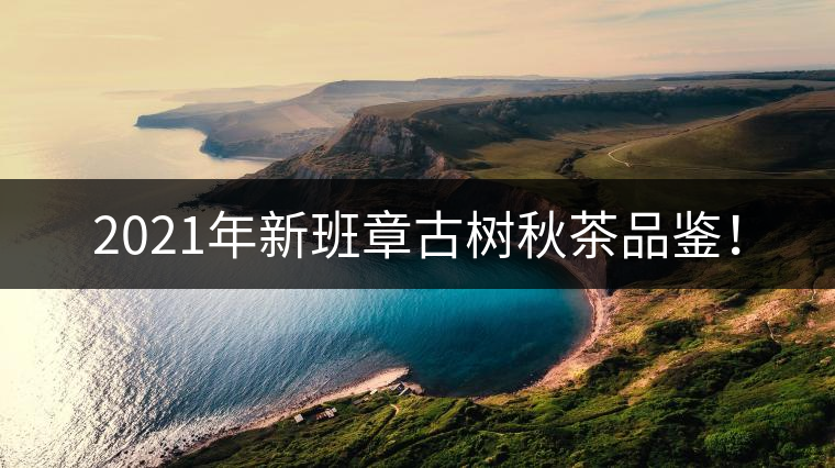 2021年新班章古樹秋茶品鑒！