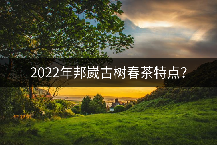 2022年邦崴古樹春茶特點(diǎn)？