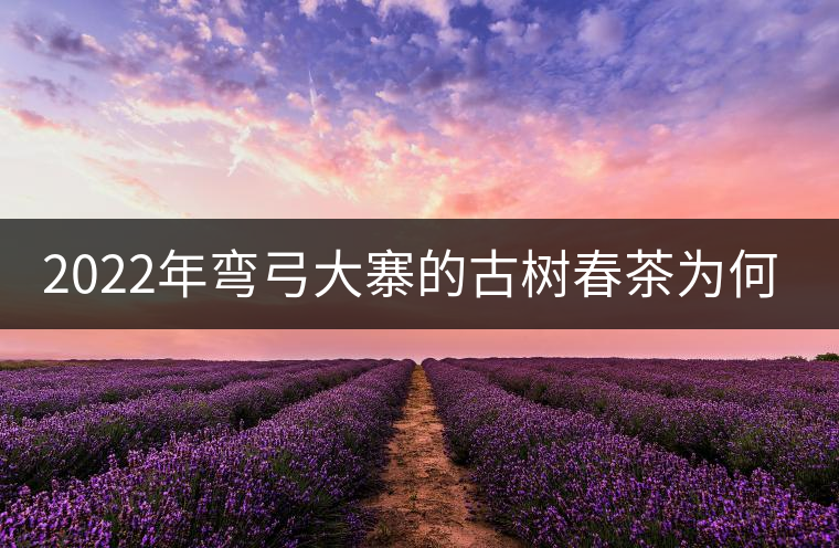 2022年彎弓大寨的古樹春茶為何如此之珍貴？