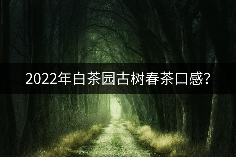 2022年白茶園古樹春茶口感？