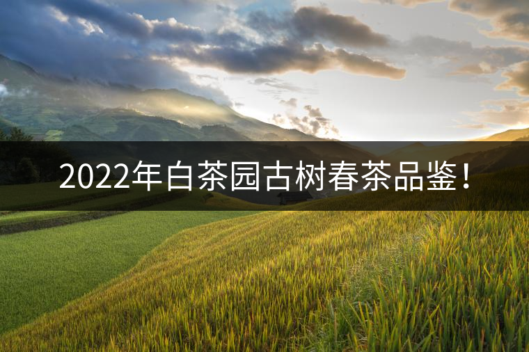 2022年白茶園古樹春茶品鑒！