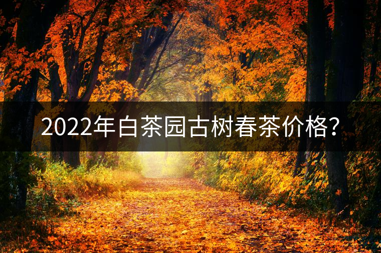 2022年白茶園古樹春茶價格？
