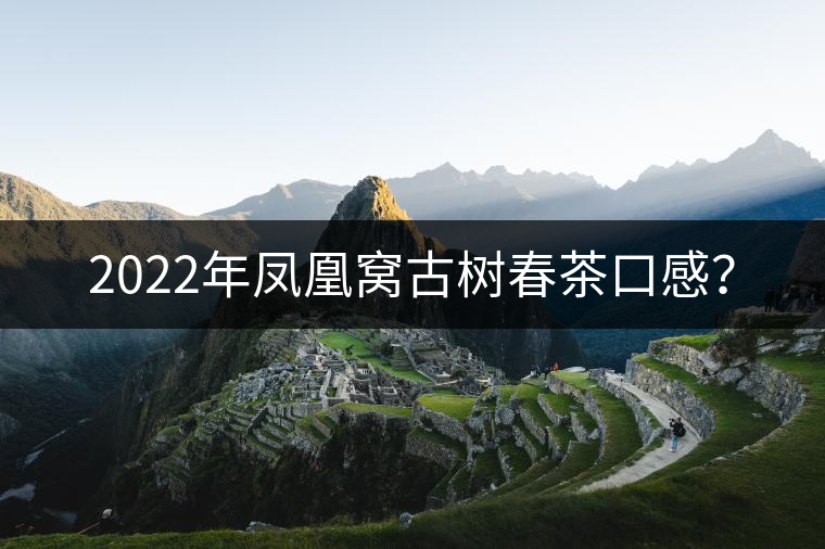 2022年鳳凰窩古樹春茶口感？