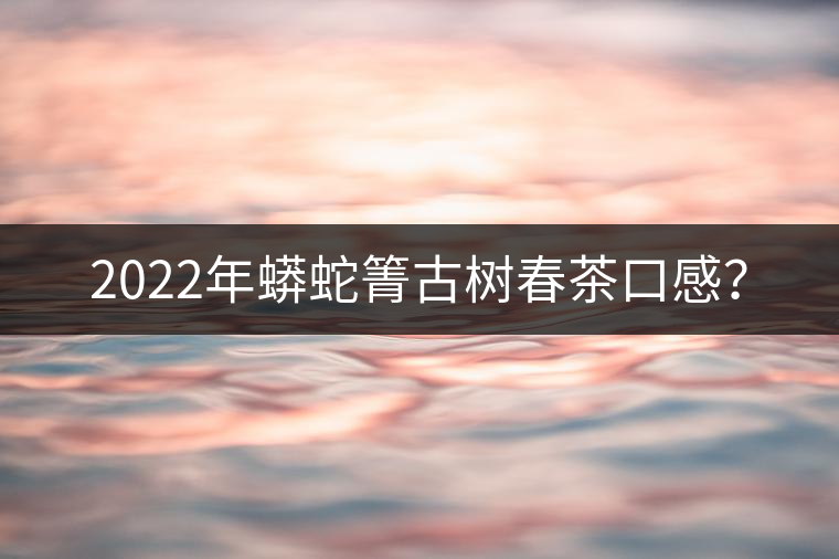 2022年蟒蛇箐古樹春茶口感？