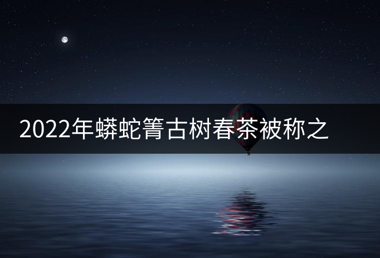 2022年蟒蛇箐古樹春茶被稱之為“蛇精”的普洱茶