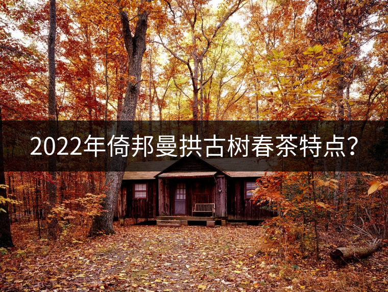 2022年倚邦曼拱古樹(shù)春茶特點(diǎn)？