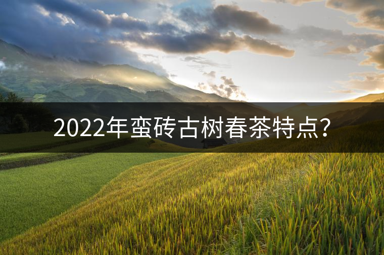 2022年蠻磚古樹春茶特點？