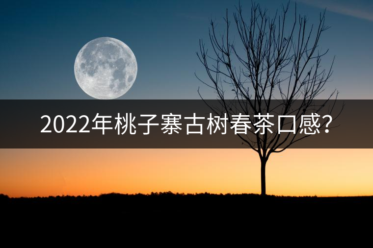 2022年桃子寨古樹春茶口感？