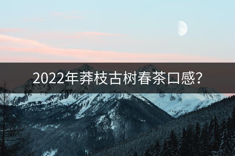 2022年莽枝古樹(shù)春茶口感？