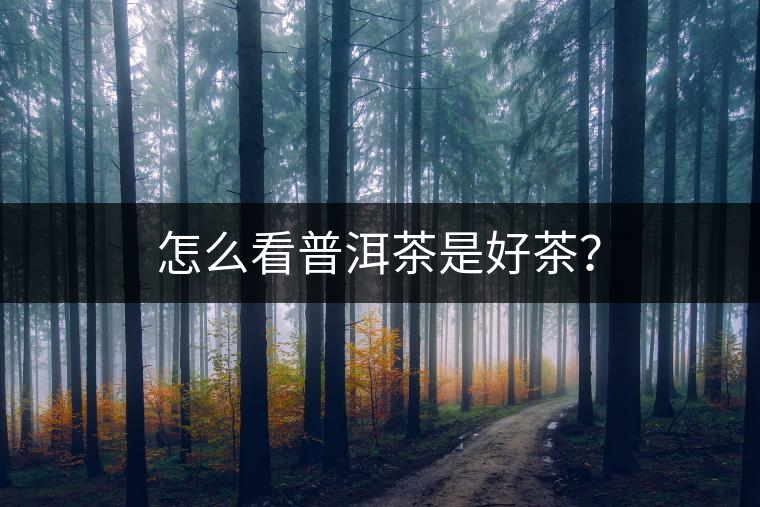 怎么看普洱茶是好茶？