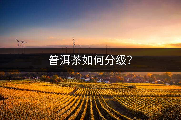 普洱茶如何分級？