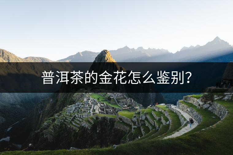 普洱茶的金花怎么鑒別？