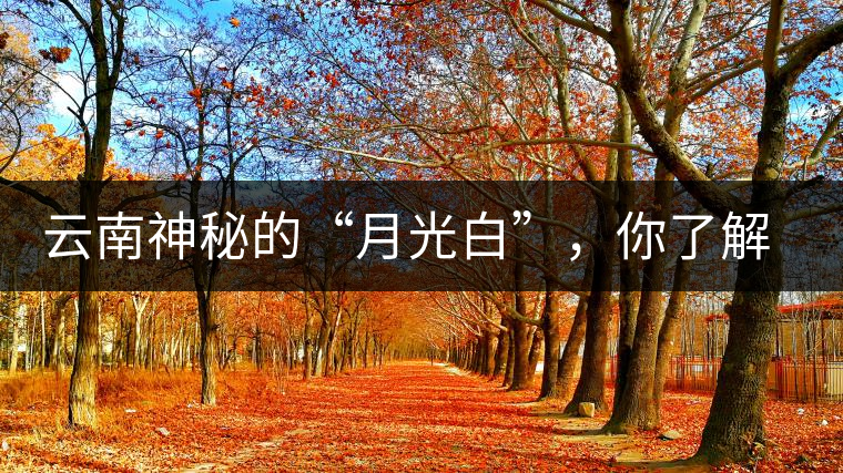 云南神秘的“月光白”，你了解多少？