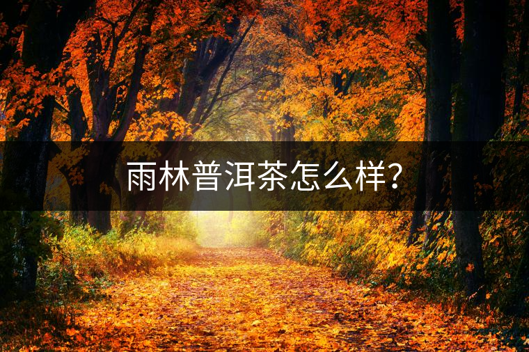 雨林普洱茶怎么樣？