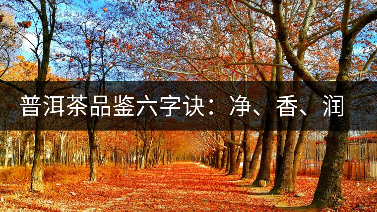 普洱茶品鑒六字訣：凈、香、潤、厚、甘、甜，帶你體驗(yàn)普洱的魅力