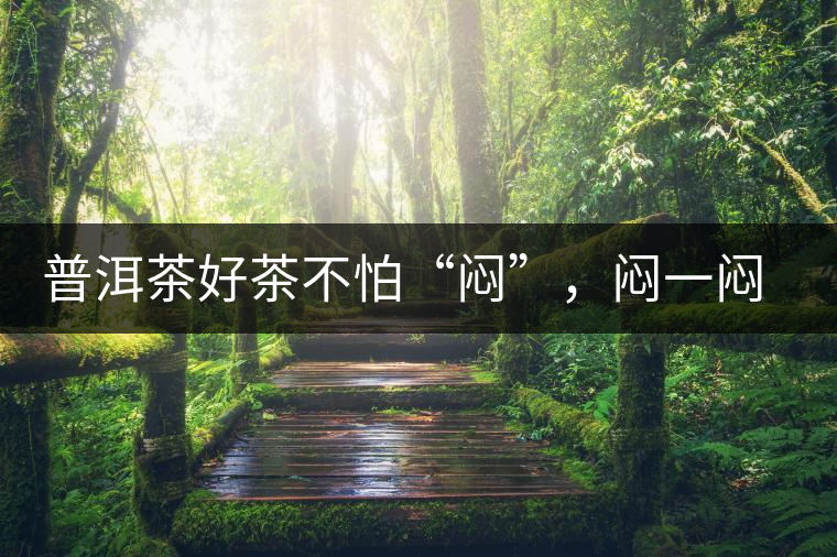 普洱茶好茶不怕“悶”，悶一悶看本味