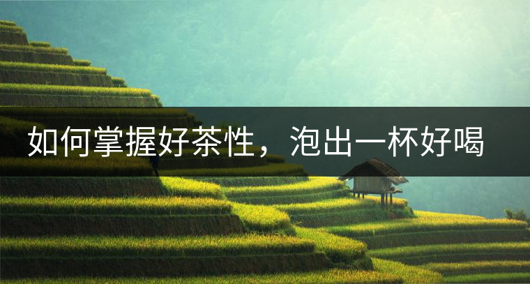 如何掌握好茶性，泡出一杯好喝的普洱熟茶？