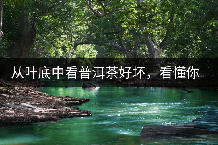 從葉底中看普洱茶好壞，看懂你就是真正的茶界高手！