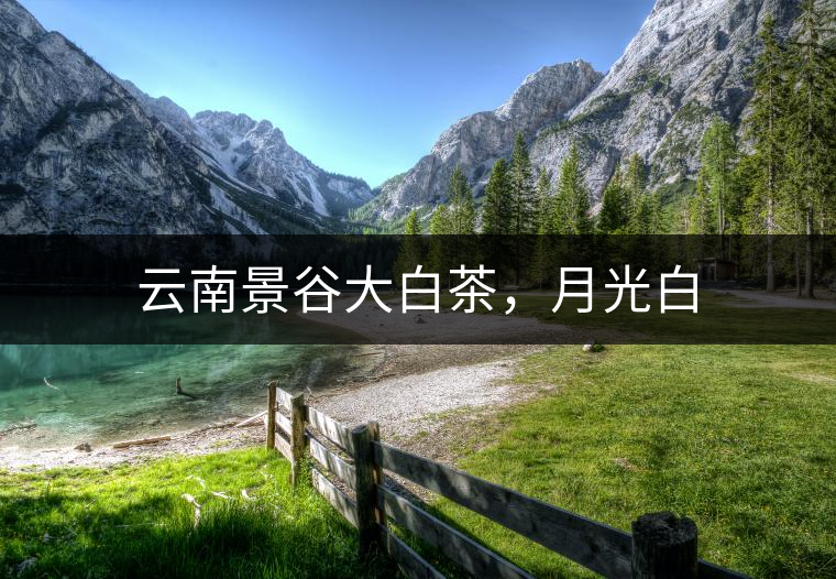 云南景谷大白茶,月光白 云南景谷大白茶,月光白