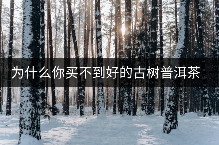 為什么你買不到好的古樹普洱茶？買茶防坑指南，看完就有收獲！