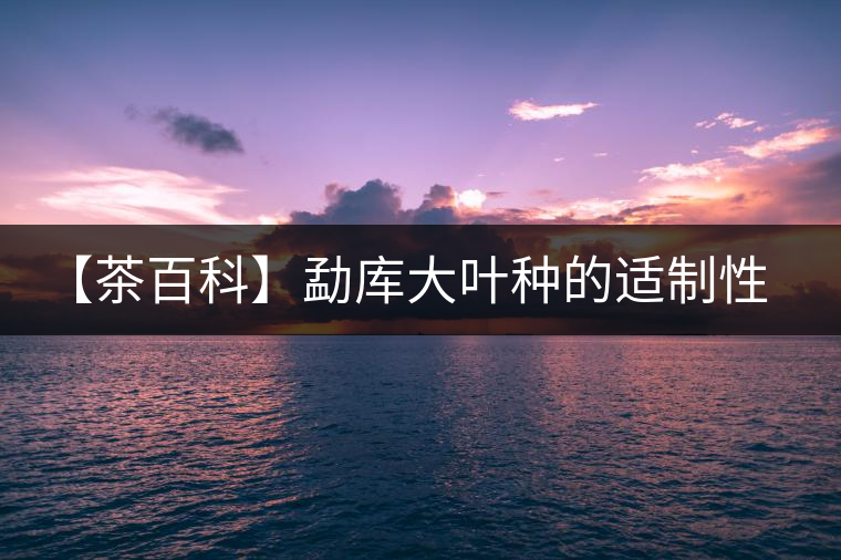 【茶百科】勐庫大葉種的適制性。