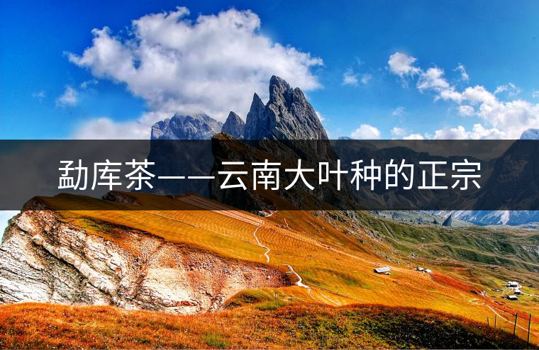 勐庫(kù)茶——云南大葉種的正宗