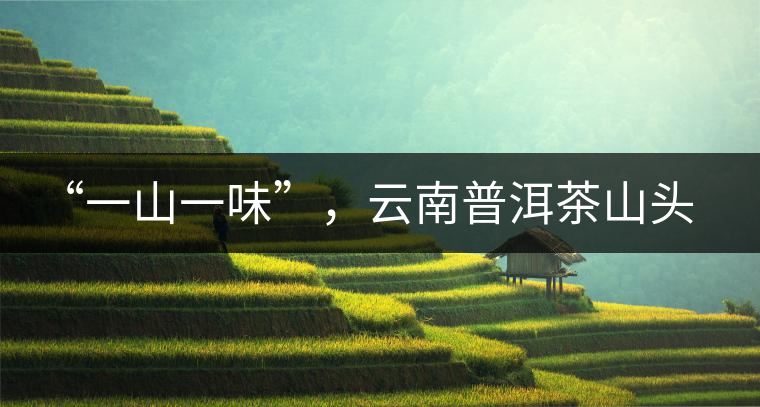“一山一味”，云南普洱茶山頭茶的真實意義！
