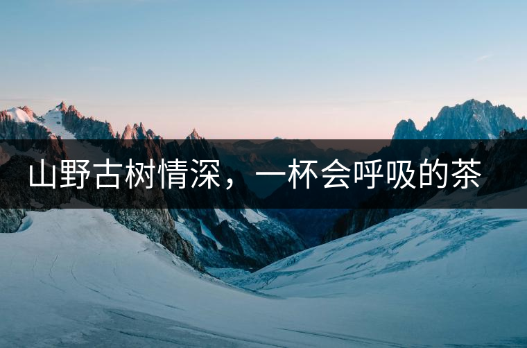 山野古樹情深，一杯會呼吸的茶滋味