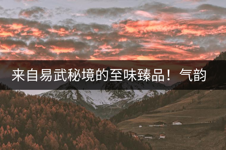 來自易武秘境的至味臻品！氣韻強勁，余韻深邃，一口喚醒你的味蕾~