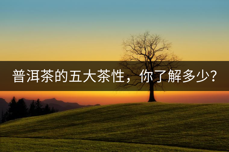 普洱茶的五大茶性，你了解多少？