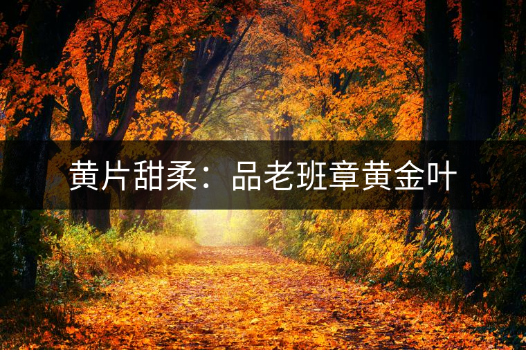 黃片甜柔：品老班章黃金葉
