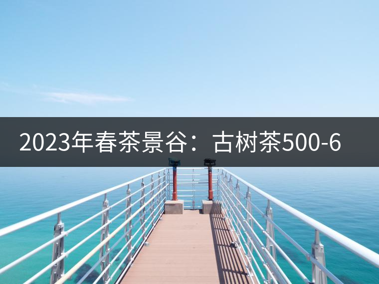 2023年春茶景谷：古樹茶500-600元／公斤，紫芽茶300-480元／公斤，白芽茶1200-2000元／公斤。