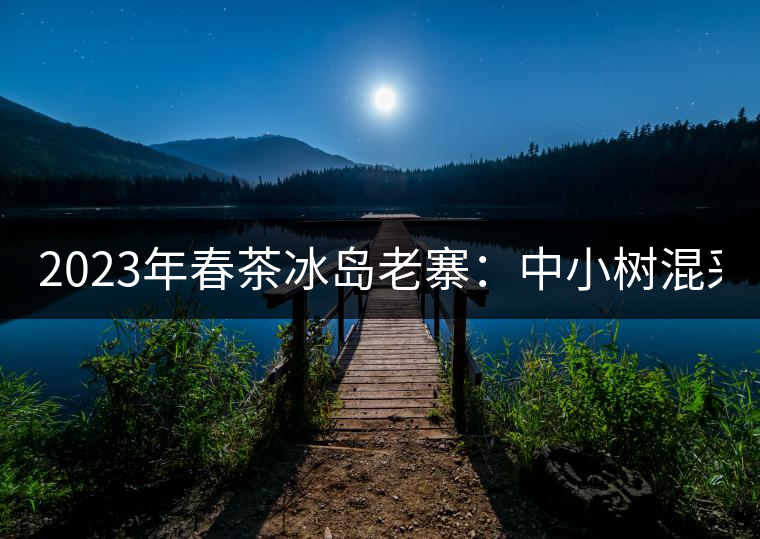 2023年春茶冰島老寨：中小樹(shù)混采2500-3000元／公斤，大樹(shù)：7000-8000元／公斤，古樹(shù)混采：28000-36000元／公斤