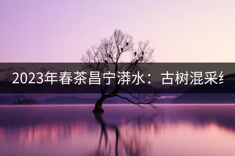 2023年春茶昌寧漭水：古樹混采純料480-600元／公斤，大樹360-420元／公斤，臺地260-300元／公斤，古樹單株均價(jià)880-1200元／公斤。