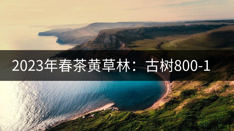 2023年春茶黃草林：古樹(shù)800-1200元／公斤