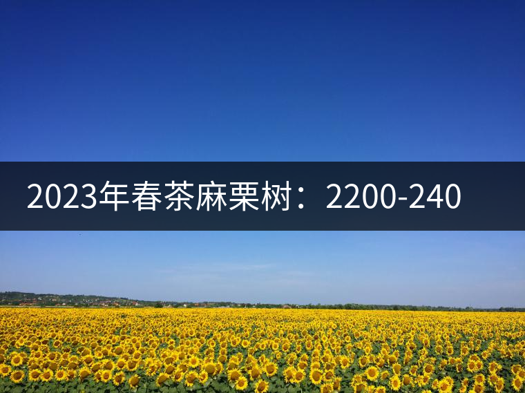 2023年春茶麻栗樹:2200-2400元/公斤 2023年春茶麻栗樹:2200-2400元/公斤