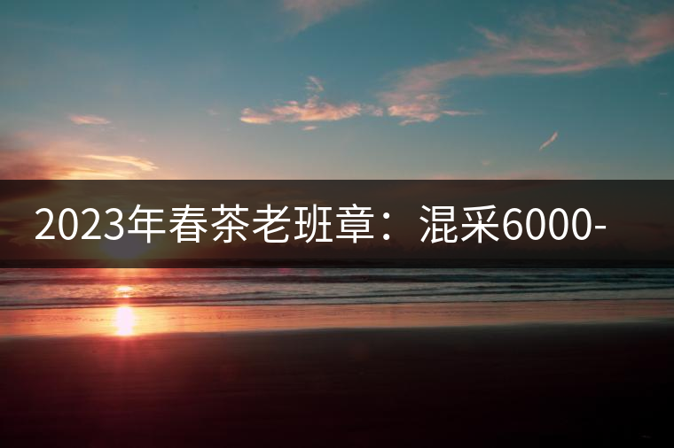 2023年春茶老班章：混采6000-8000元／公斤，挑采：12000元／公斤